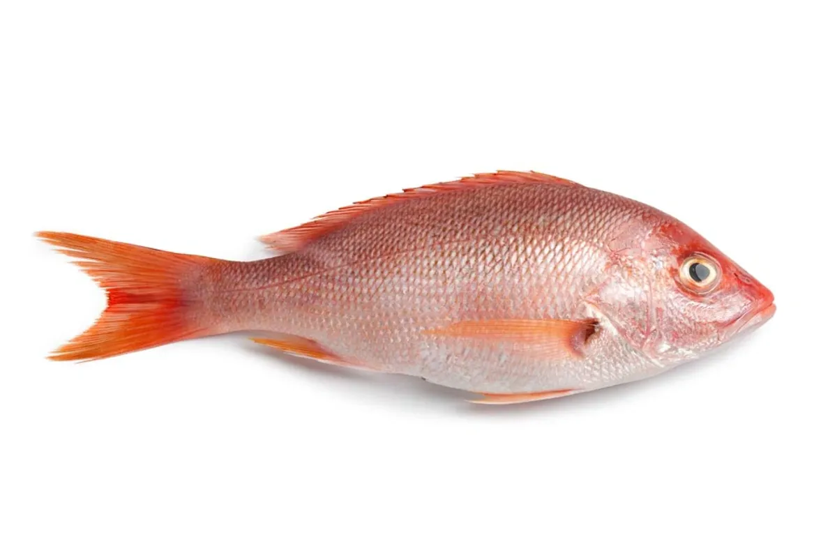 Beegee Atlantic Seafood — Snapper Wholesale Price List