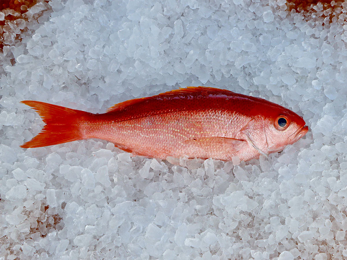 Bliner Snapper Beegee Atlantic Seafood — Snapper Wholesale Price List